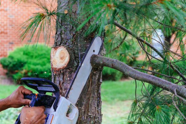 How Our Tree Care Process Works  in  Elizabethton, TN